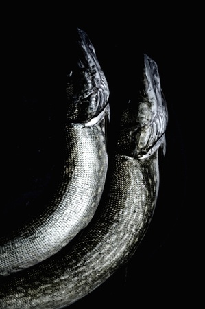 Abstract background of two patterned silver fish hanging from their heads in graceful curves against a black background.の写真素材