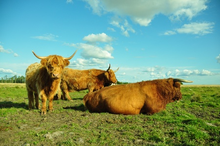 Highland cows and a bull on the skyline in a pasture against a blue sky