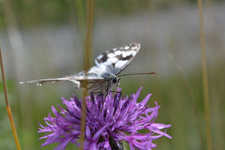 Close-up of a butterfly, half-mourning, on a flower, a knapweed.の写真素材
