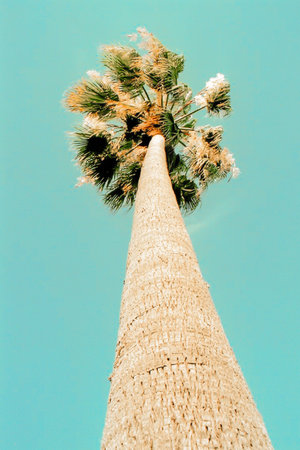 Low angle view of a palm tree in Cagnes-sur-Mer, CÃ´te d'Azur.の写真素材