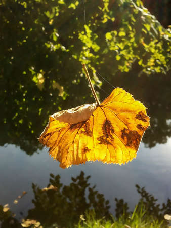 Close-up of a linden leaf hanging from a spider web.の写真素材