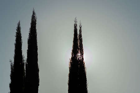 View of cypresses in silhouette in front of a sunrise.の写真素材