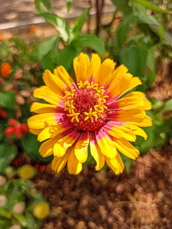 Macro shot from above, of a zinnia flower, in a public garden.