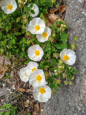Close-up and overhead shot of sage-leaved cistus flowers.の写真素材