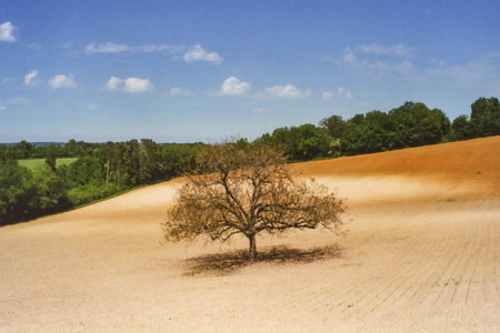 Landscape, with painting effect, of a cultivated field and a tree in the center.の写真素材