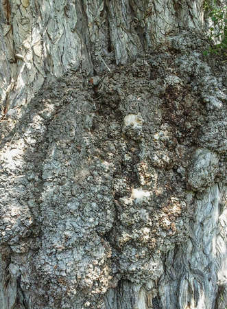 Close-up on elm bark.