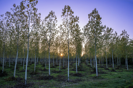 Sunset behind poplars grove.の写真素材