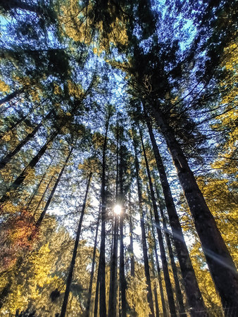 Pine trees in forest in autumn season with sun shining through them