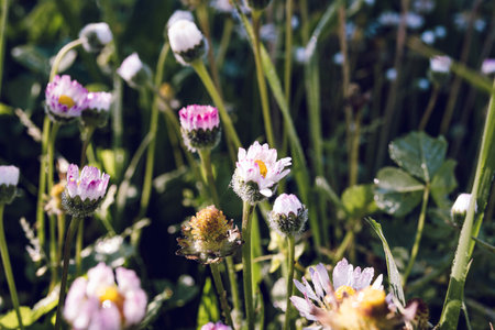 Little daisies on the meadow in the morning light.