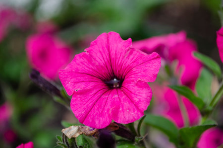 Close-up of a petunia flower.の写真素材
