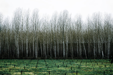 birch forest in winter with no leaves and green grass - retro vintage effectの写真素材