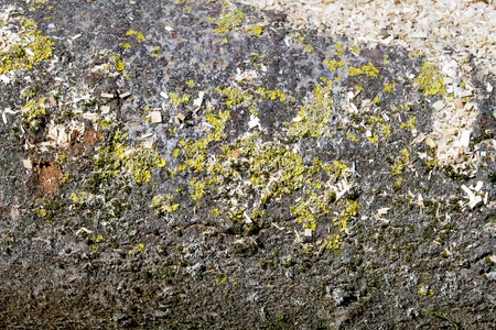 Tree bark texture background. Close up viewの写真素材