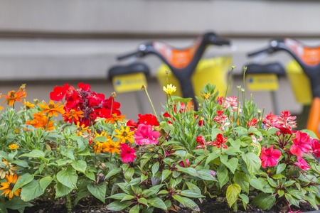 Beautiful flowers against burred background with bicyclesの写真素材