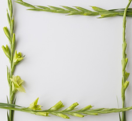 Frame of Gladiolus flowers on white background. Flat lay, top viewの写真素材