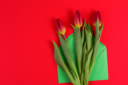 Flowers tulips and green envelope on red backgroundの写真素材
