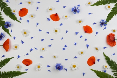 Red field poppies, daisies, cornflowers and green leaves frame on white background.の写真素材