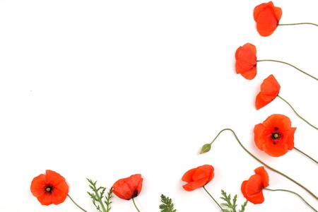 Red poppies frame on white backgroundの写真素材