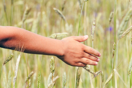 Kids hand touching ripening wheat ears in early summer.の写真素材