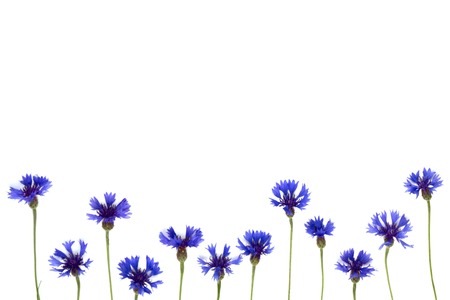 Blue cornflowers frame on white backgroundの写真素材
