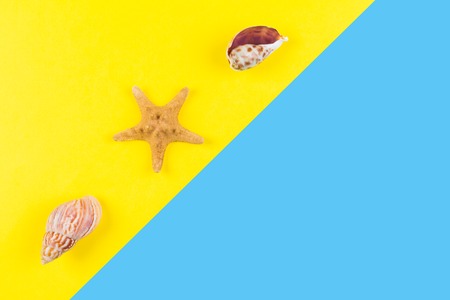 Seashells and starfish on blue and yellow background. Vacation, travel, summer concept