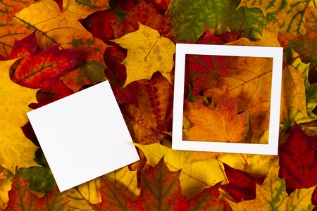 Creative layout made of colorful autumn fall leaves with white frame and blank card