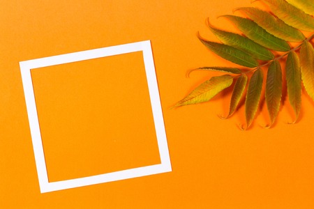 Autumn background. Colorful autumn fall leaves and white frame on orange color backgroundの写真素材