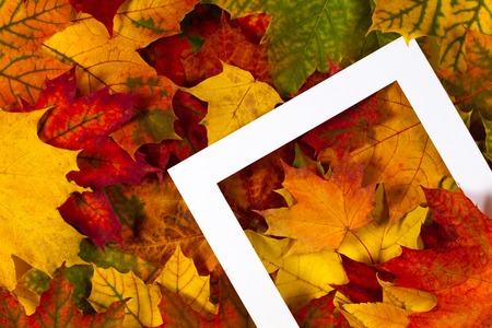 Creative layout made of colorful autumn fall leaves with white frame