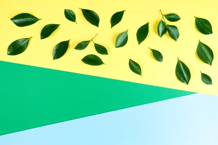 Green tree leaves pattern on yellow, green and blue backgroundの写真素材