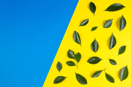 Green tree leaves pattern on yellow and blue backgroundの写真素材