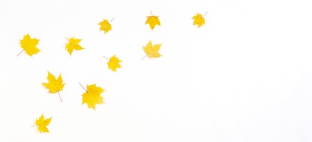 Autumn composition frame made of yellow autumn maple leaves on white background. Top view, flat lay.の写真素材