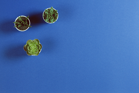 Different succulents in pots on blue color backgroundの写真素材