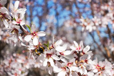 Blossoming almond flowers tree and bee.の写真素材