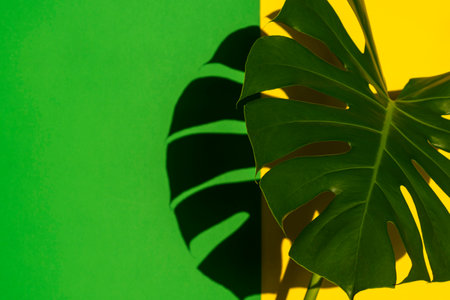 Tropical leaves Monstera on yellow and green background. Minimal summer tropical backgroundの写真素材