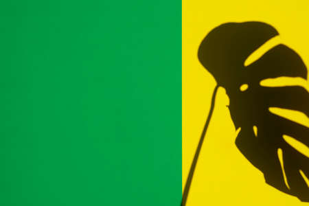 Tropical leaves Monstera shadow on yellow and green background. Minimal summer tropical backgroundの写真素材