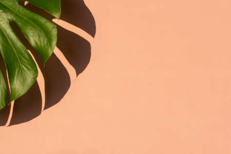 Tropical leaf Monstera on light pink background. Minimal summer tropical backgroundの写真素材