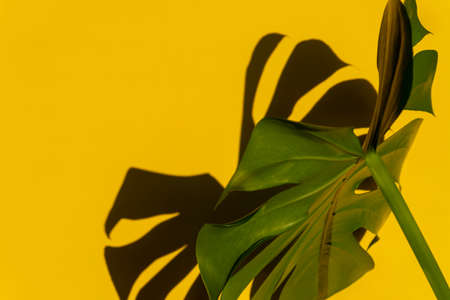 Tropical leaves Monstera on yellow background. Minimal summer tropical backgroundの写真素材