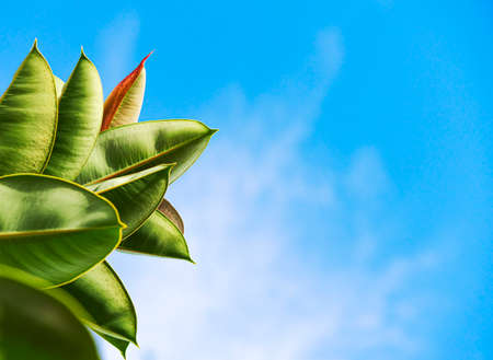 Branch with large oval ficus leaves on a blue sky background outdoors. Natural floral background with exotic plant growing in a garden or park in Spainの写真素材