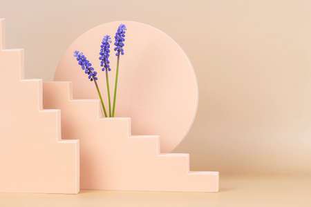 Trendy spring compositon with geometric shapes and blue muscari flowers. Podium platform for product presentation and spring flowers on pastel beige background. Front viewの写真素材
