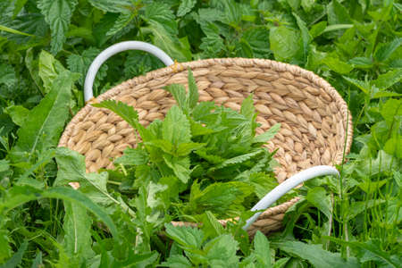 Basket with fresh harvested nettle plant leaves in the meadow. Healthy food, superfood, herb for...