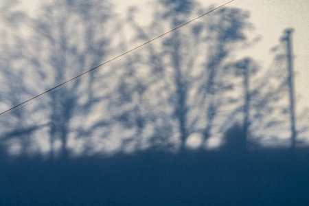Tree shadows on white wall background