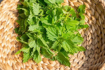 Top view to basket with fresh harvested nettle plant leaves. Healthy food, superfood, herb for health and beauty, skin care cosmetic, hair treatmentの写真素材