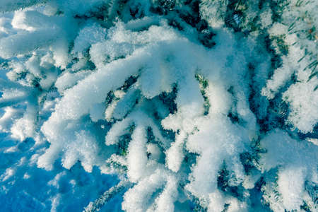 Winter background. Evergreen natural fir tree branches covered with fresh snowの写真素材