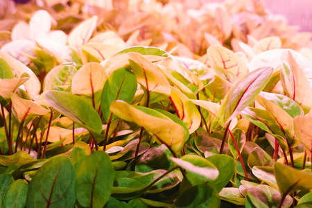 LED grow full spectrum lights for growing plants. Young beets plants grow in vertical plant farm...