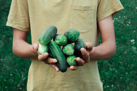 Hands holding fresh picked cucumbers. Teenager harvesting cucumbers in vegetable garden on a farmの写真素材