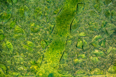 Green stained glass window texture backgroundの写真素材