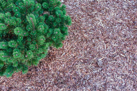 Small pine tree in the garden mulched with natural brown bark mulch. Modern gardening landscaping design. Top viewの写真素材
