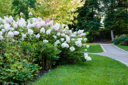 Modern gardening landscaping design. Beautiful green city park with old trees, walking paths and blooming flowers on sunny summer dayの写真素材