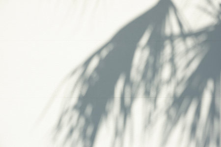 Abstract silhouette shadow of natural leaves tree branch falling on white wall background. Shadow of tropical leaves in sunny dayの写真素材