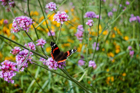 European peacock, Butterfly Aglais io in city urban park flower gardenの写真素材