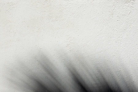 Natural daylight shadow from palm leaf on white wall background. Abstract background of...